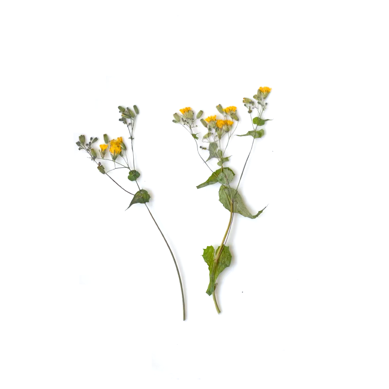 1Set Pressed Dried Potentilla  - огляд і ціна Dried Flower Bookmark