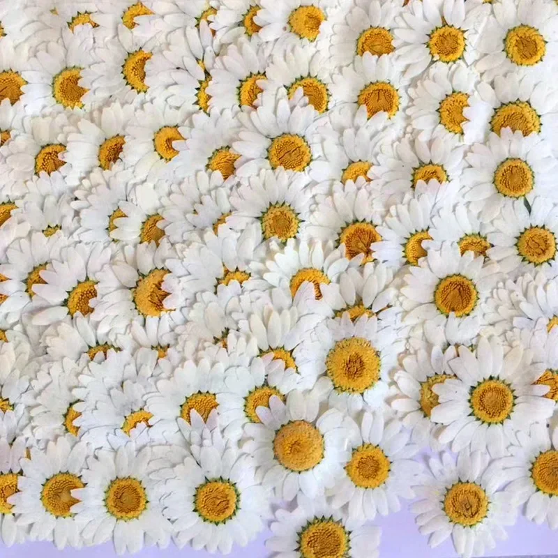 60X Pressed Dried Natural Whit - огляд і ціна Dried Flower Bookmark