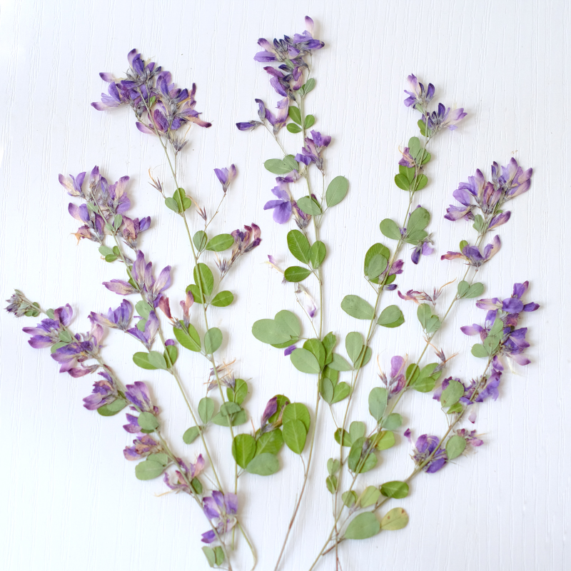 6pcs,nature Lespedeza Formosa  - огляд і ціна Dried Flower Bookmark