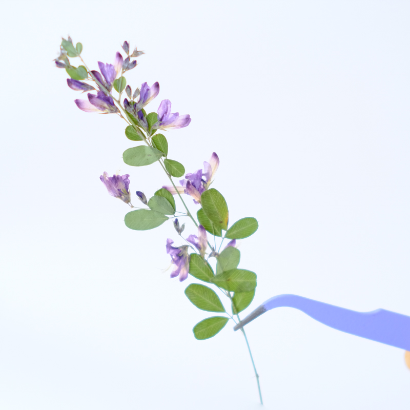 6pcs,nature Lespedeza Formosa  - огляд і ціна Dried Flower Bookmark