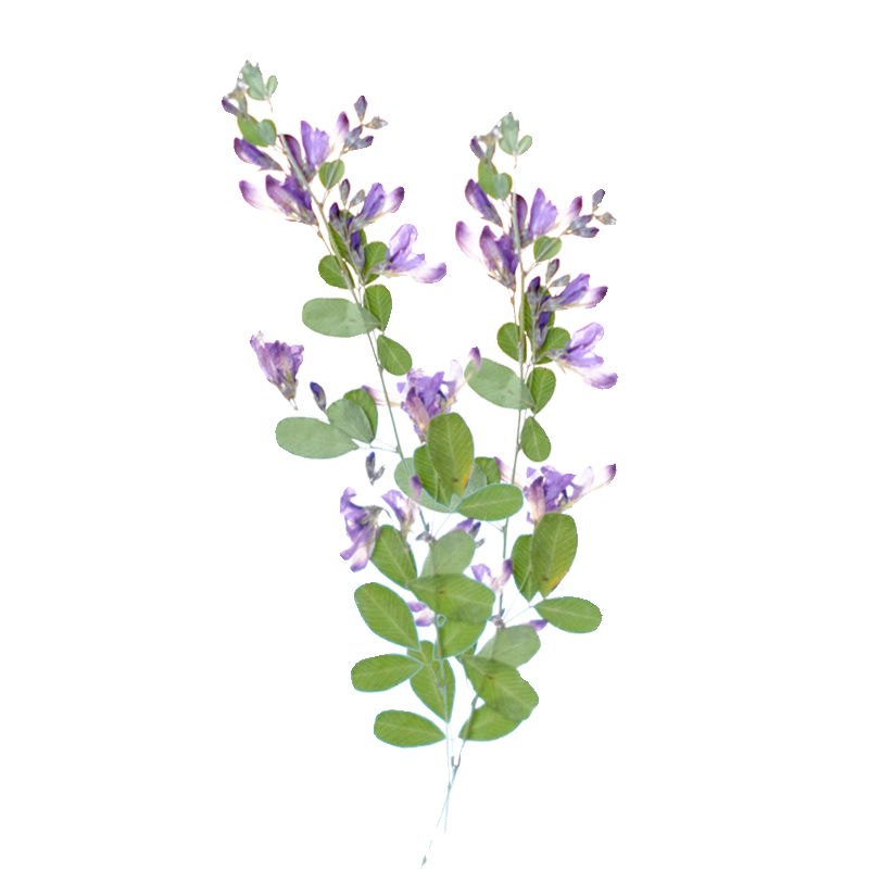 6pcs,nature Lespedeza Formosa  - огляд і ціна Dried Flower Bookmark