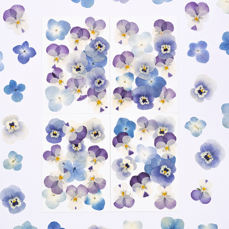 12pcs,Real Viola Cornuta Press - огляд і ціна Dried Flower Bookmark