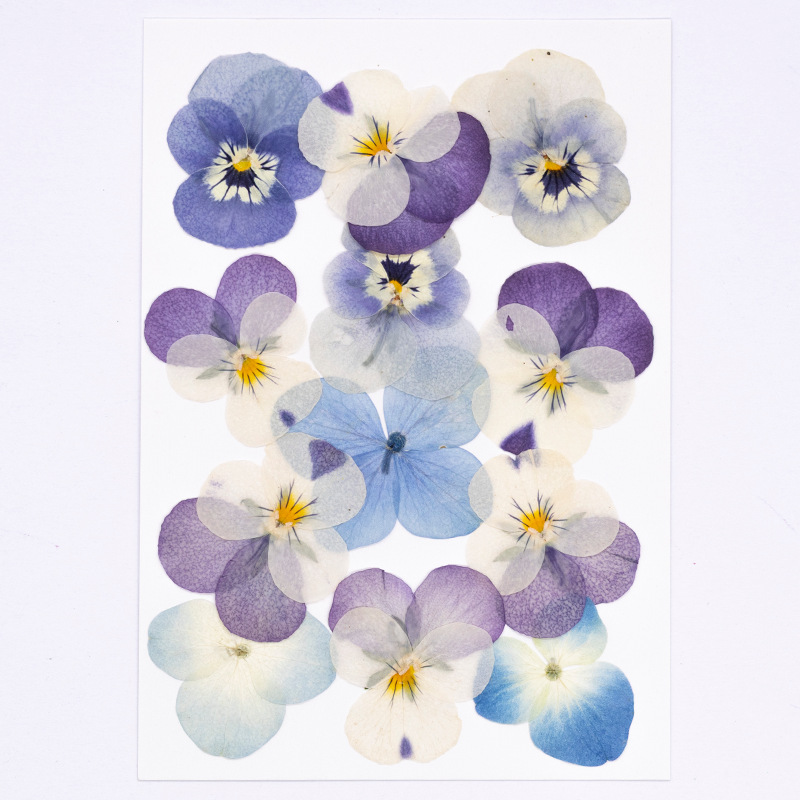 12pcs,Real Viola Cornuta Press - огляд і ціна Dried Flower Bookmark