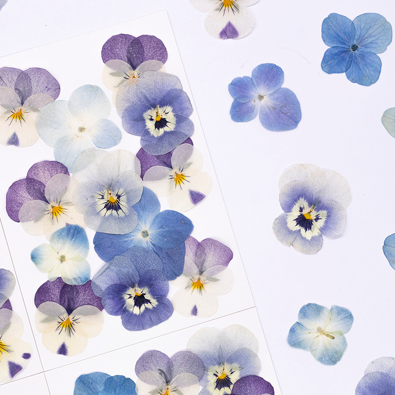 12pcs,Real Viola Cornuta Press - огляд і ціна Dried Flower Bookmark