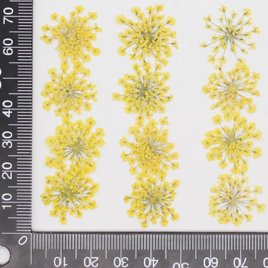 60pcs Pressed Dried 20-25mm Am - огляд і ціна Dried Flower Bookmark