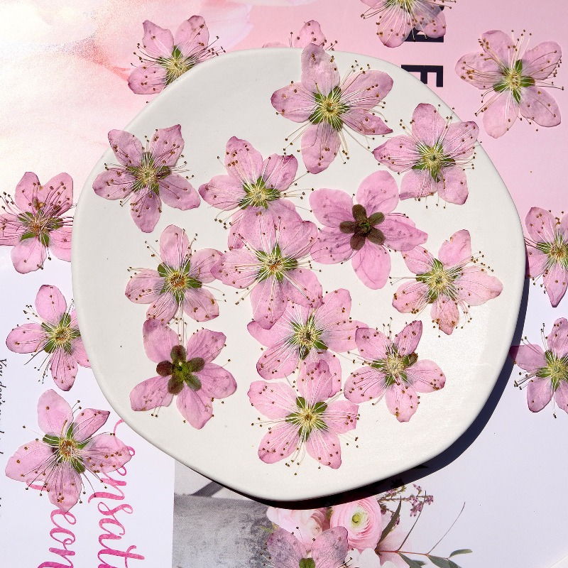 3-4cm./6pcs,Pink Peach Blossom - огляд і ціна Dried Flower Bookmark