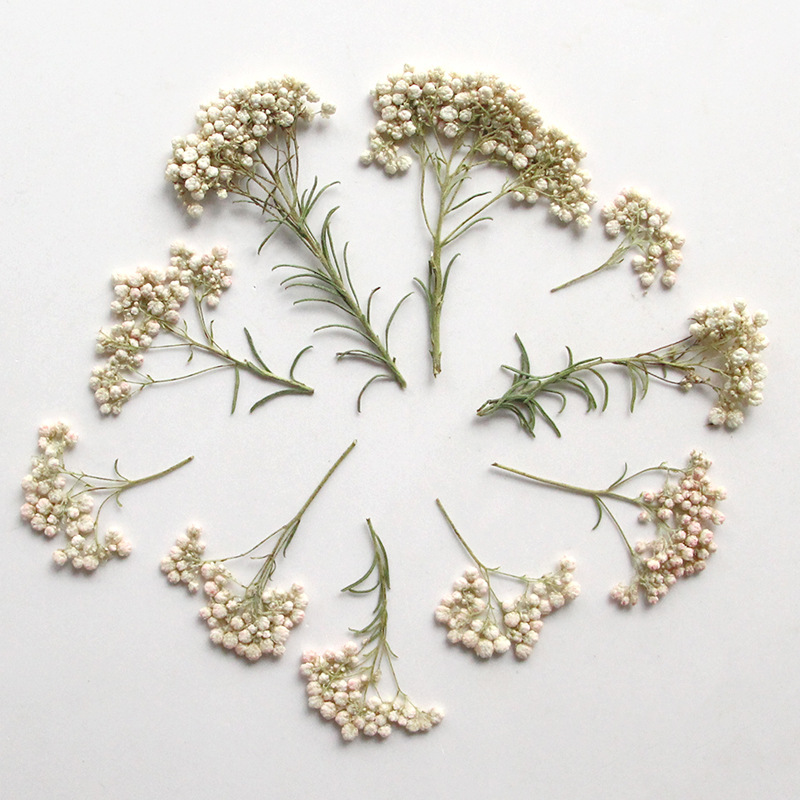 12pcs, Nature Millet Flower Br - огляд і ціна Dried Flower Bookmark