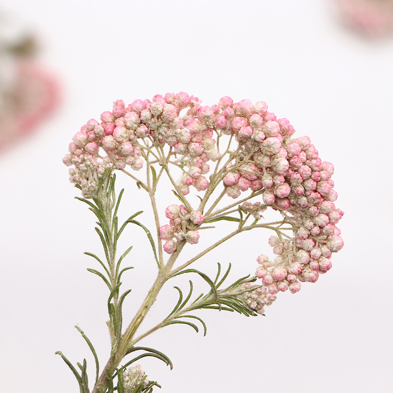 12pcs, Nature Millet Flower Br - огляд і ціна Dried Flower Bookmark