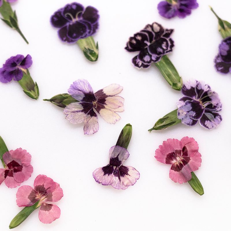 24pcs,Pressed Dried Dianthus F - огляд і ціна Dried Flower Bookmark