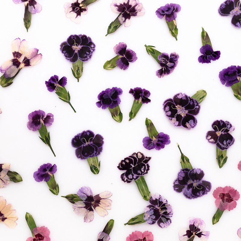 24pcs,Pressed Dried Dianthus F - огляд і ціна Dried Flower Bookmark
