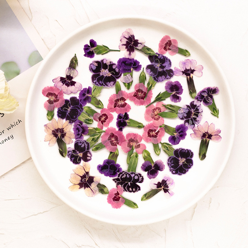 24pcs,Pressed Dried Dianthus F - огляд і ціна Dried Flower Bookmark