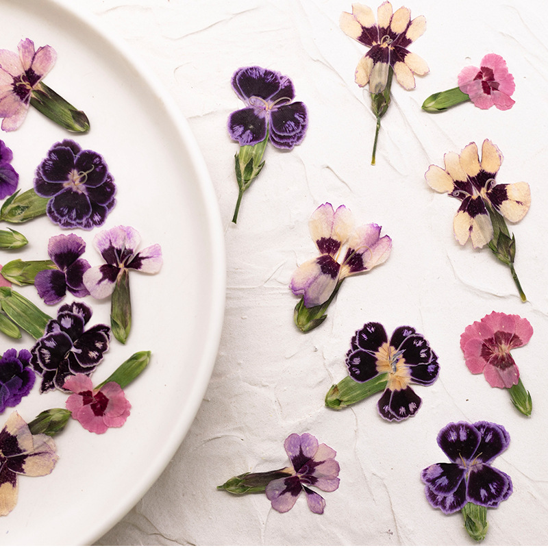 24pcs,Pressed Dried Dianthus F - огляд і ціна Dried Flower Bookmark