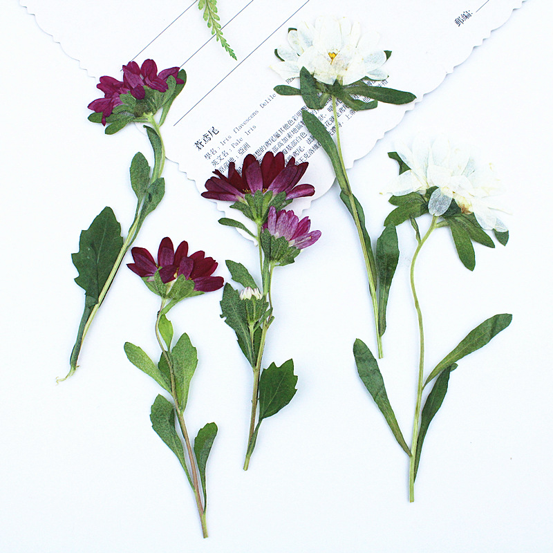 24pcs,Mini Chrysanthemum Press - огляд і ціна Dried Flower Bookmark