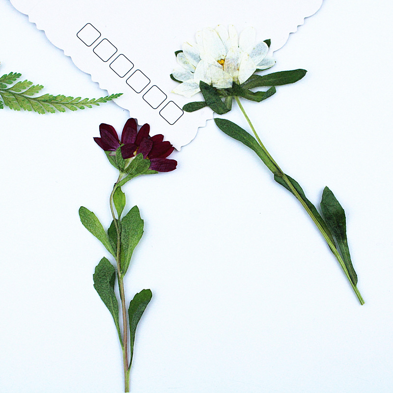 24pcs,Mini Chrysanthemum Press - огляд і ціна Dried Flower Bookmark