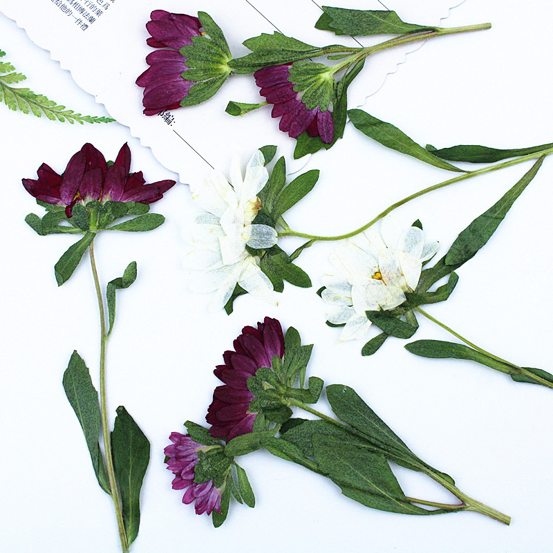 24pcs,Mini Chrysanthemum Press - огляд і ціна Dried Flower Bookmark
