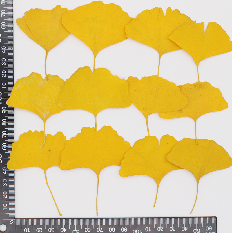 60pcs Pressed Dried Yellow/Gre - огляд і ціна Dried Flower Bookmark